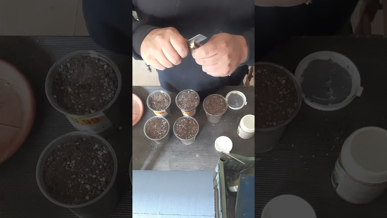 TALEA DI CILIEGIO CREARE NUOVE PIANTINE DA UN RAMO