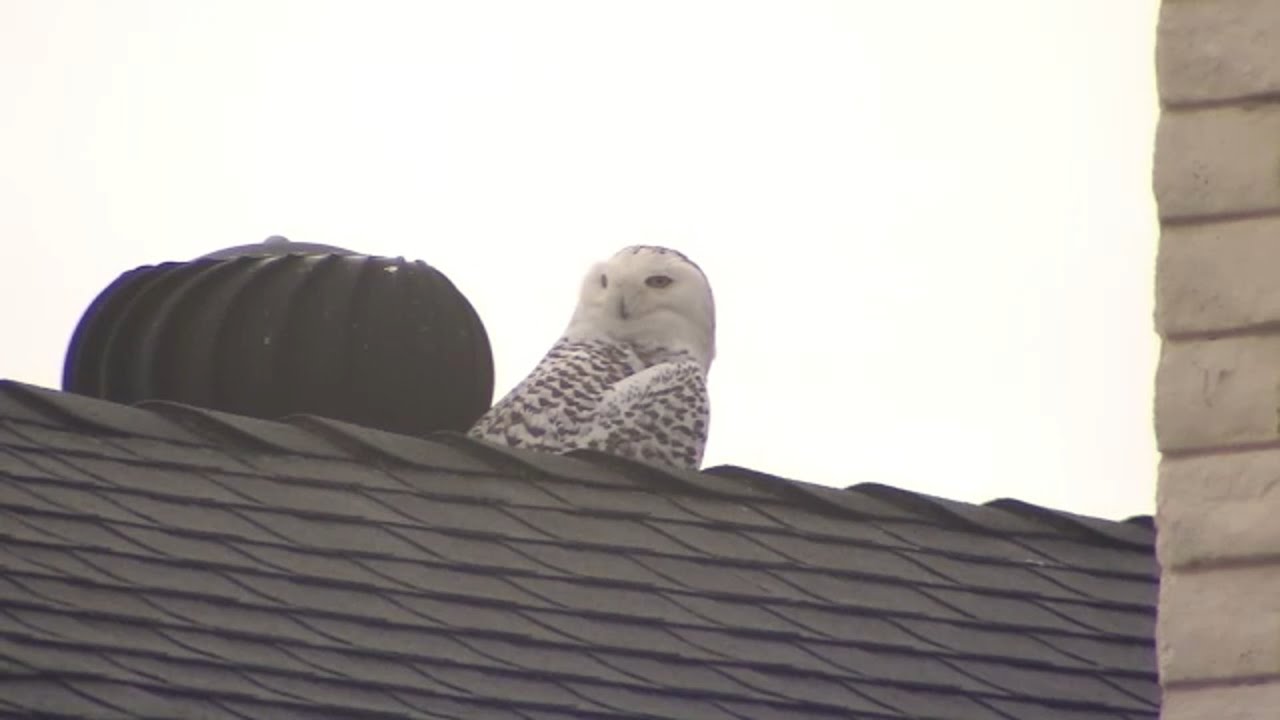Rare snowy owl sighting in Orange County stuns community