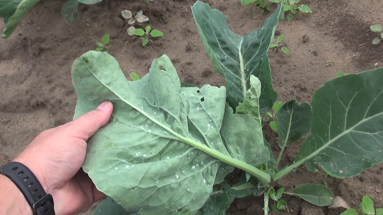 Aktualna sytuacja na plantacji kalafiora 3-tygodnie po wysadzeniu