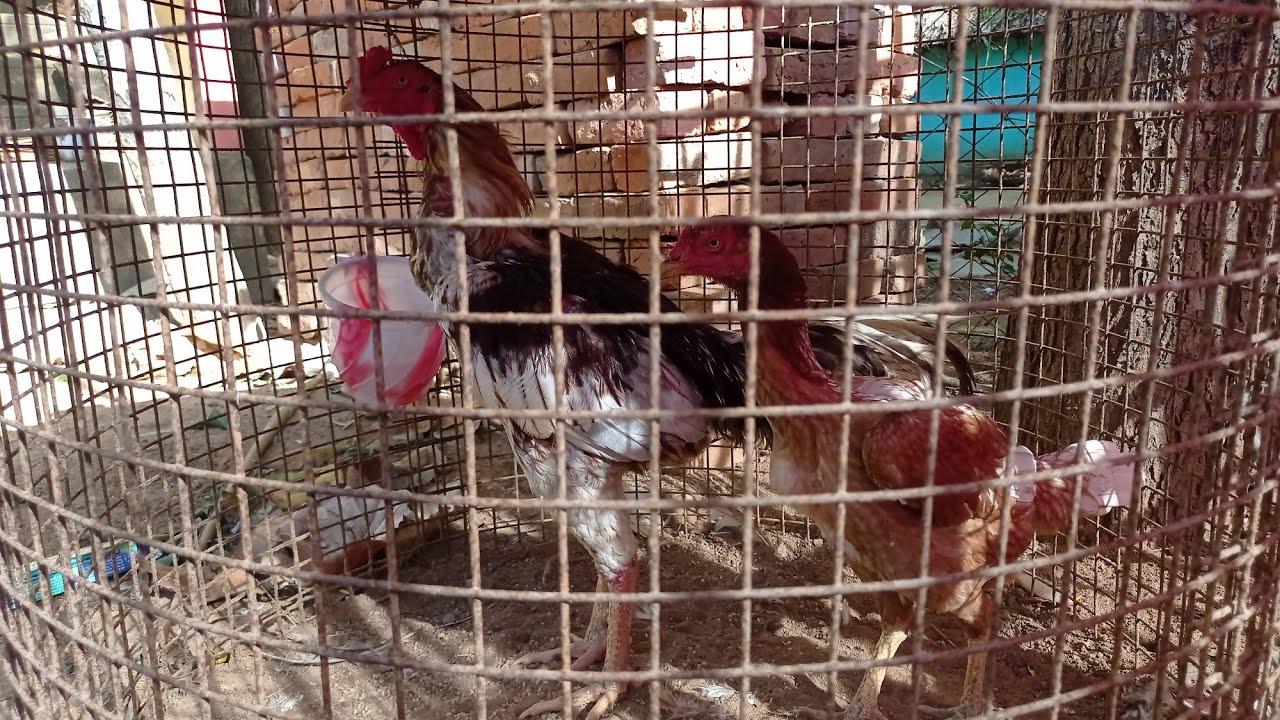 பிரீடிங் முறை மற்றும் பிரீடிங் சேவல் பராமரிப்பு