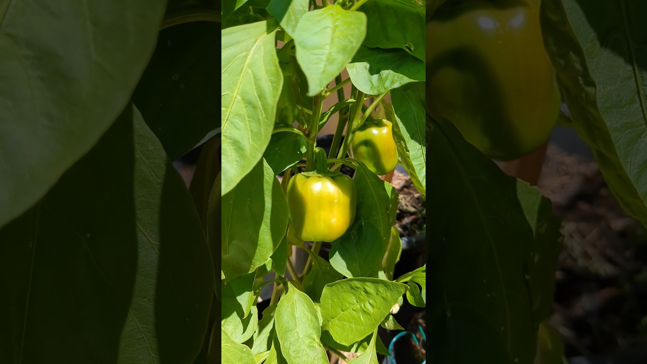 Harvesting Green Bell Peppers 🫑 