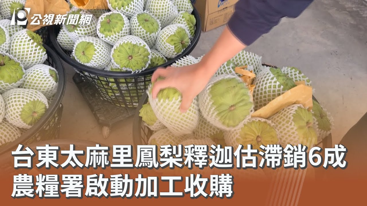 台東太麻里鳳梨釋迦估滯銷6成 農糧署啟動加工收購｜20260211 公視午間新聞