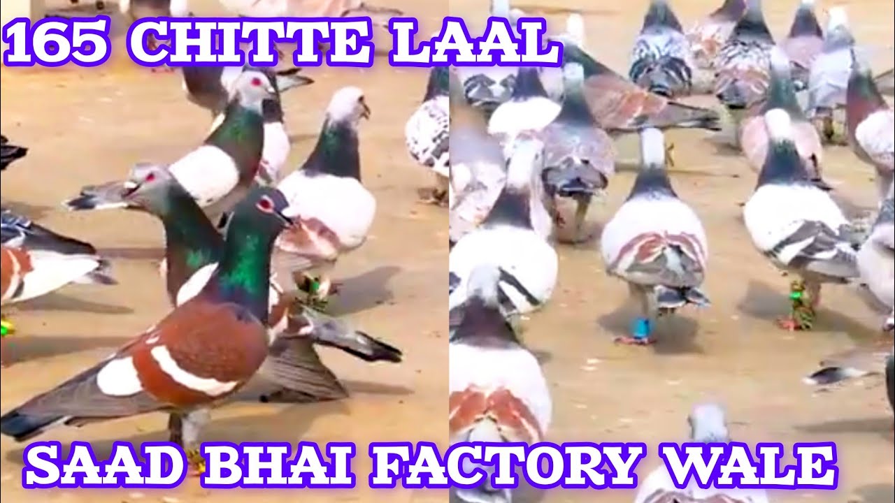 165 Chitte Laal Band Kabootar Ki Zabardast Entry | Saad Bhai Factory Wale | first time in 🇵🇰