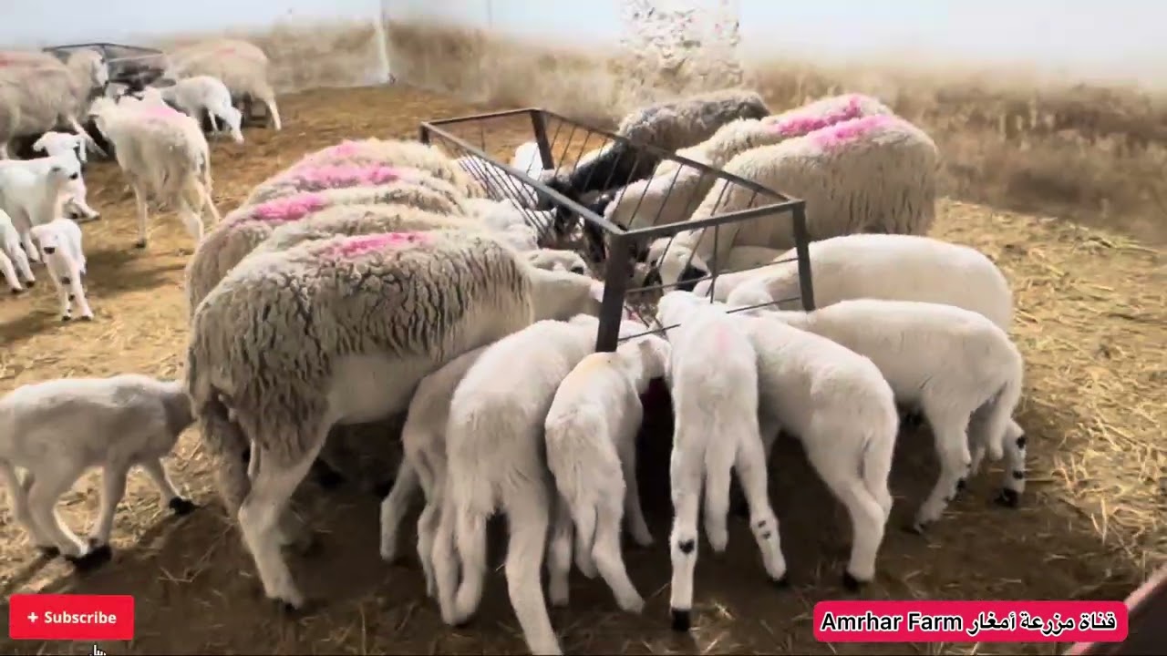 مبروك هاد الخيرات ديال الشتاء اجواء العمل فالبادية