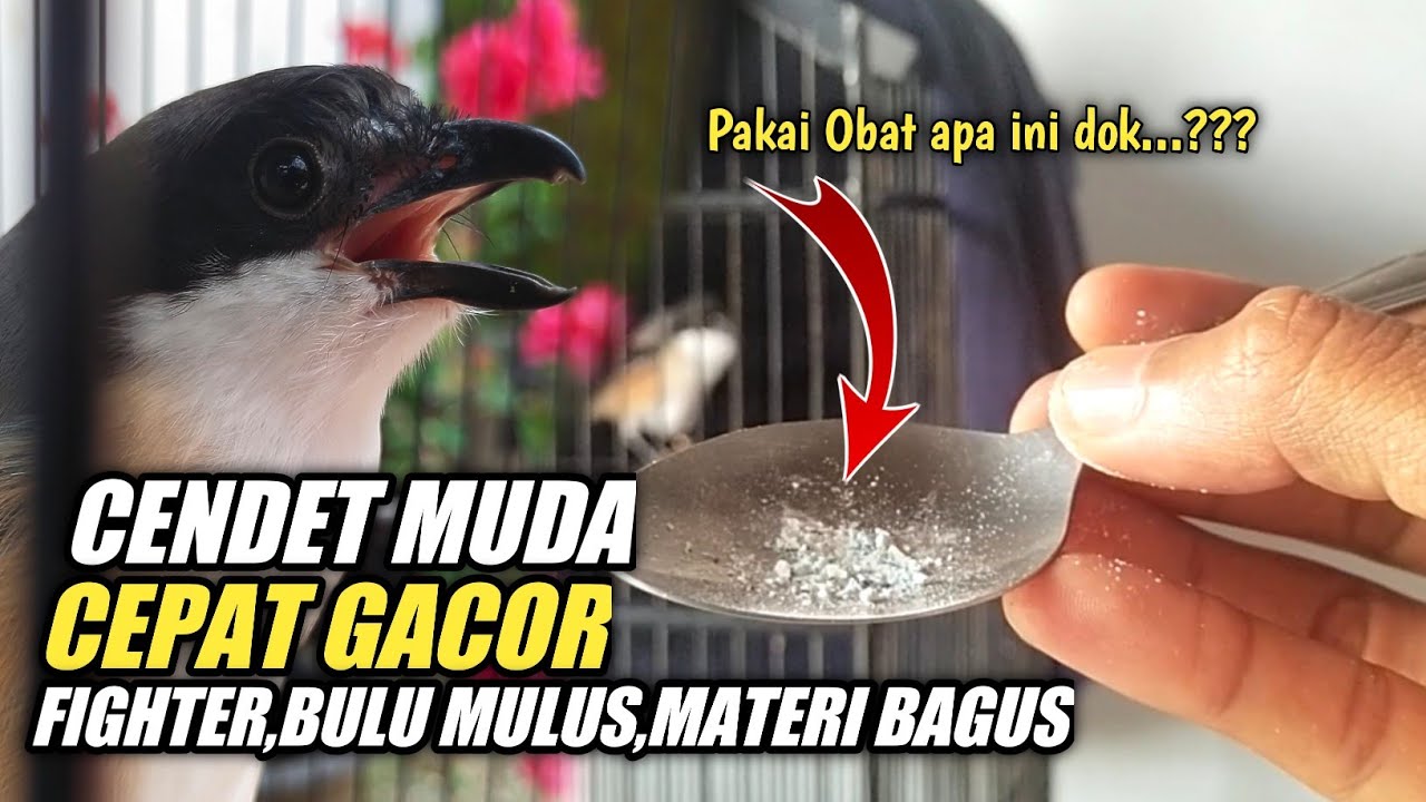 RAWATAN CENDET MUDA AGAR GACOR,FIGHTER,BULU MULUS SEMPURNA
