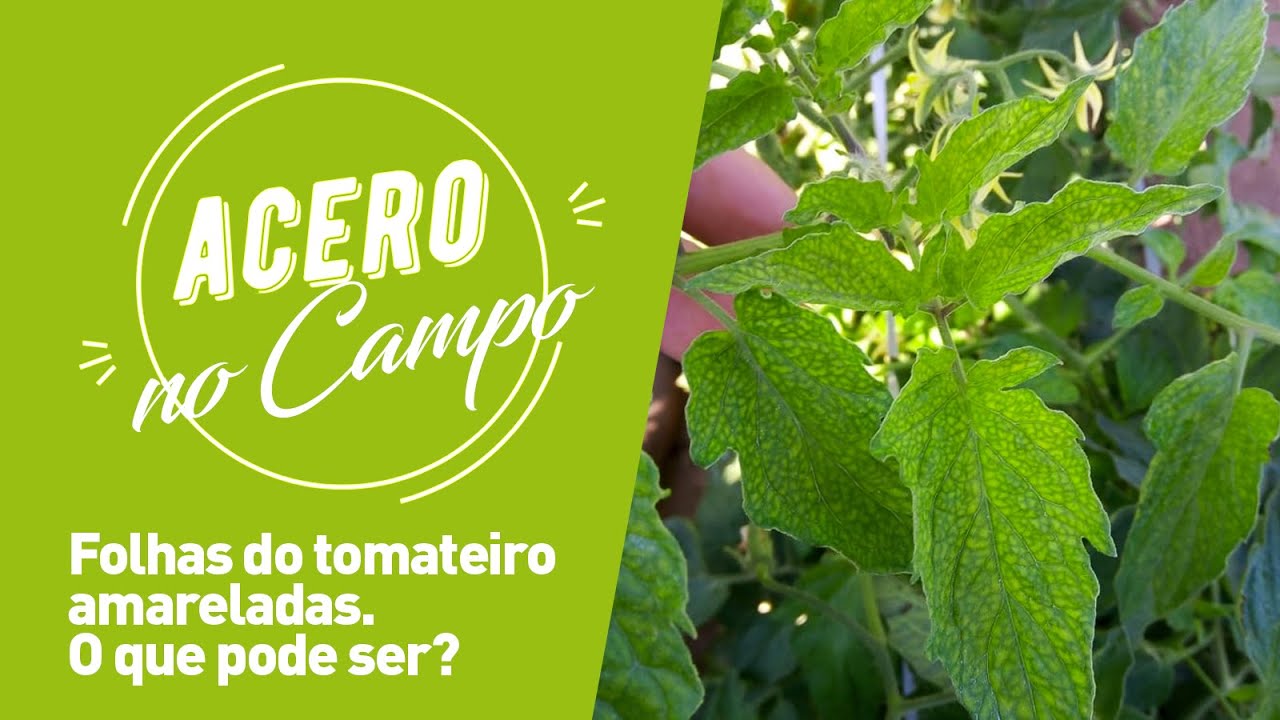 Acero no Campo - Folhas do Tomateiro Amareladas. O que Pode Ser?