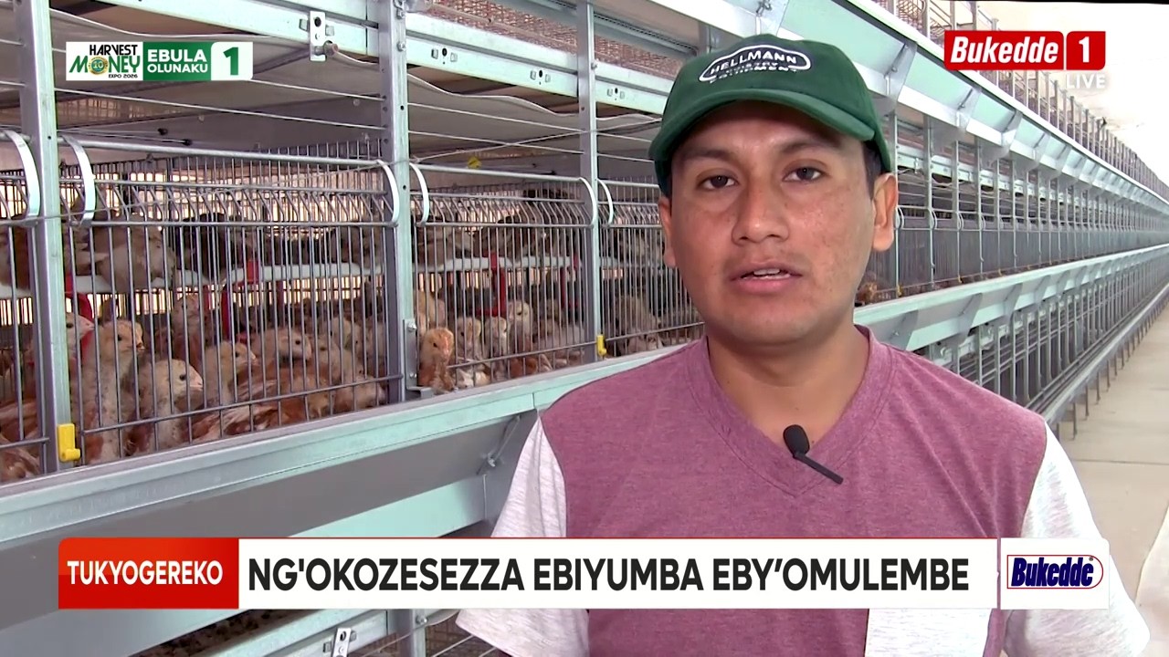 tukyogereko  Enzimba y'ebiyumba by'enkoko eby'omulembe ebigenda okuwangaala 20 A