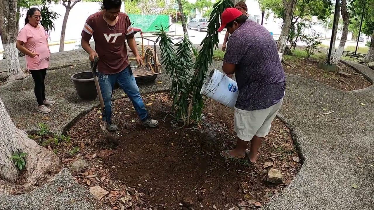New Tree in the Park
