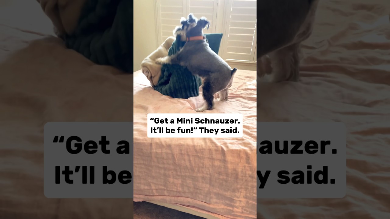 The life of a Mini Schnauzer Owner 🤯 #schnauzer