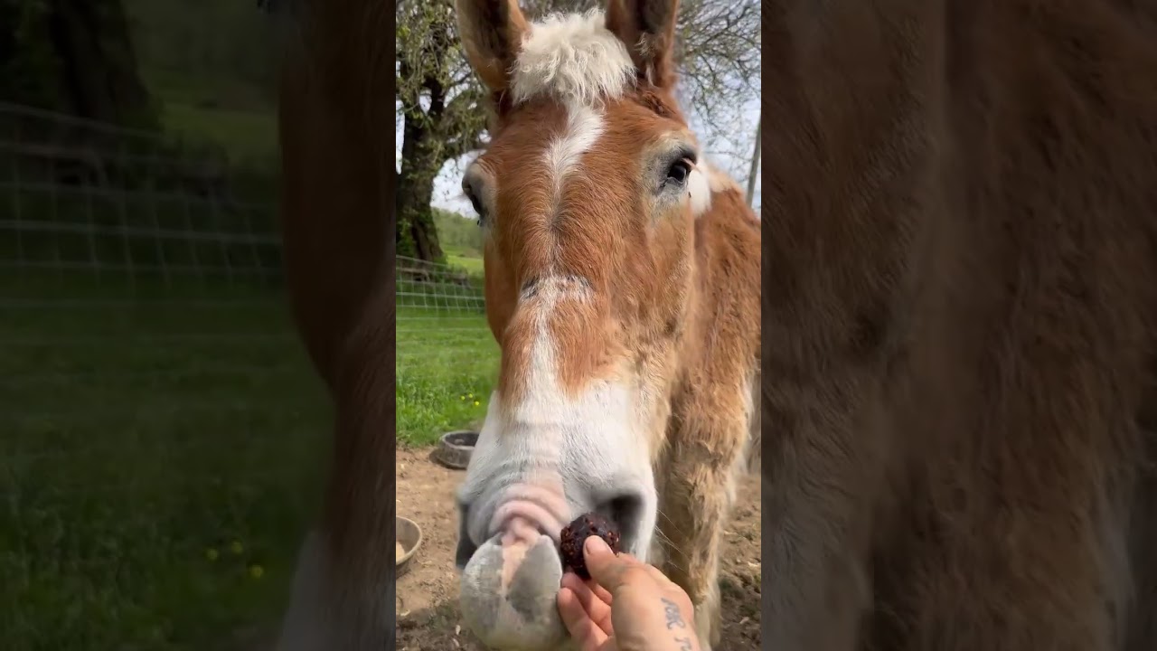 Jasper's first cookie was a success ❤️❤️ #horse #savehorses #horserescue #horselover