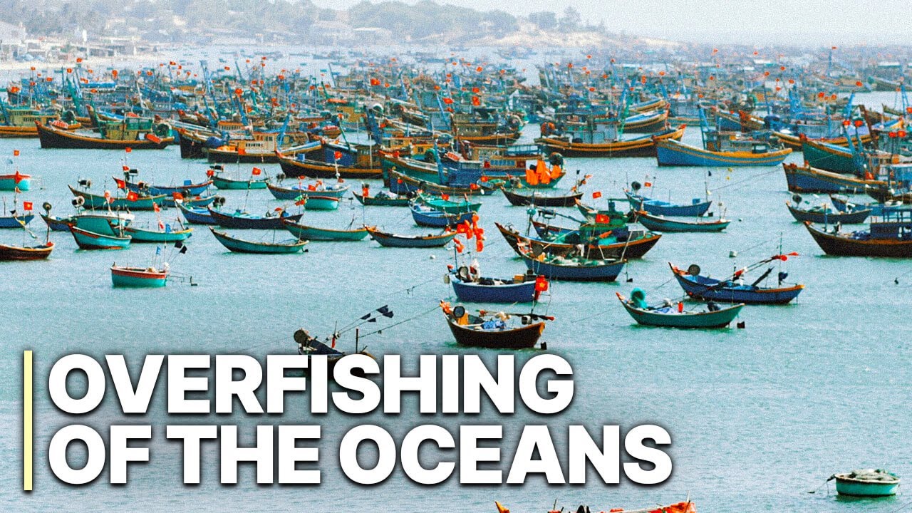 Overfishing Of The Oceans | Illegal Fishing | Eco Crime
