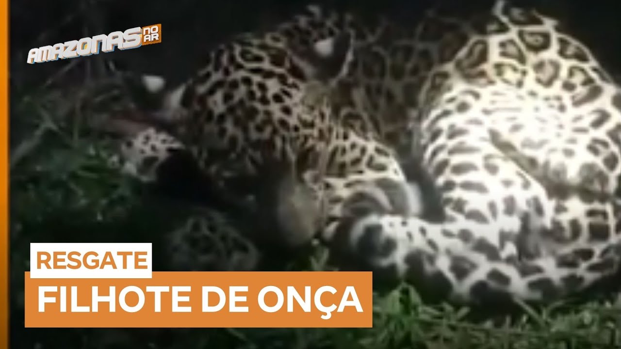 Filhote de onça pintada é encontrado sozinho e mobiliza resgate no Amazonas
