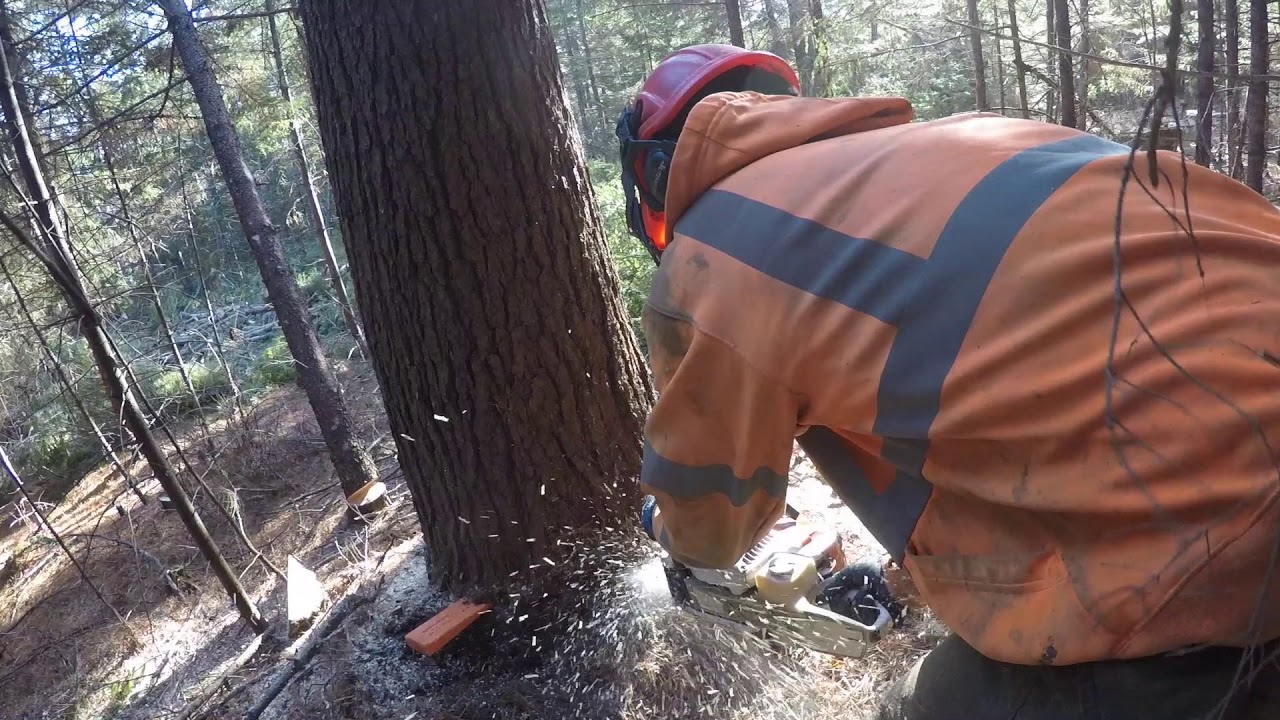 Logging Coastal Maine Pine