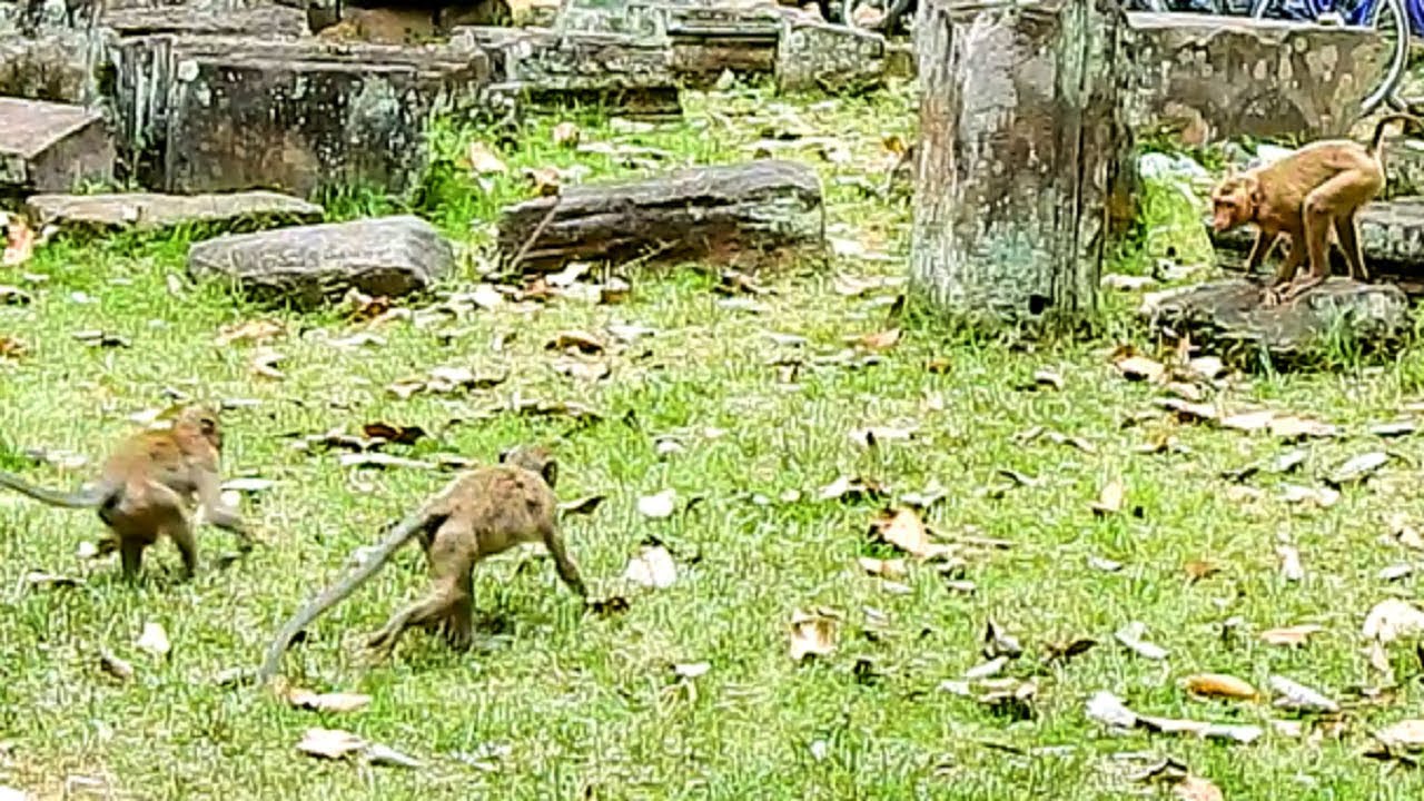 Jack And Joey Want To Have New Friend With Chiquita