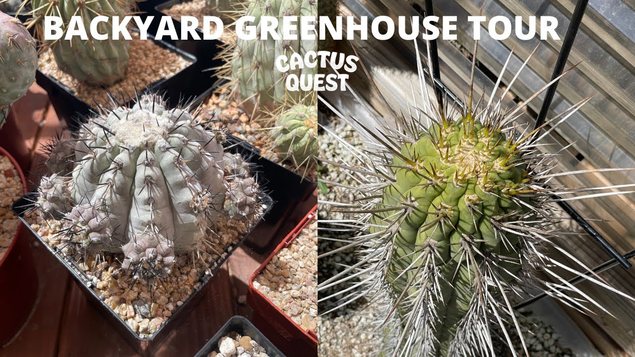The backyard greenhouse that inspired me to build mine: Earth wind & Cactus edition.