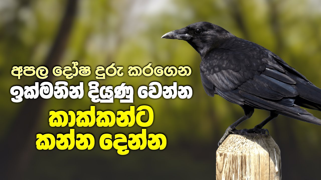 කාක්කන්ට කෑම දීමෙන් ඔබට ලැබෙන වාසි | Vastu & Astrological Benefits Of Feeding Crows