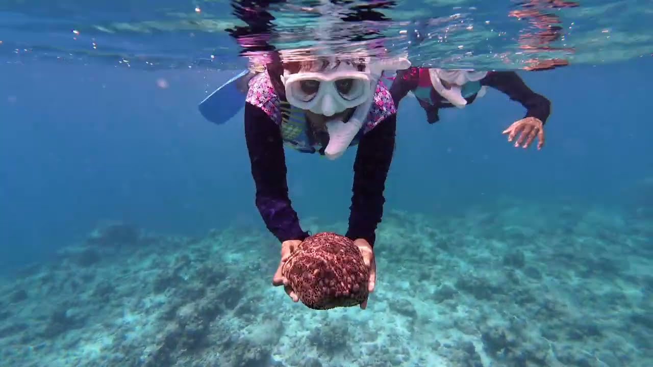 Snorkeling in the Indian Ocean #corals #nemo #maldives 