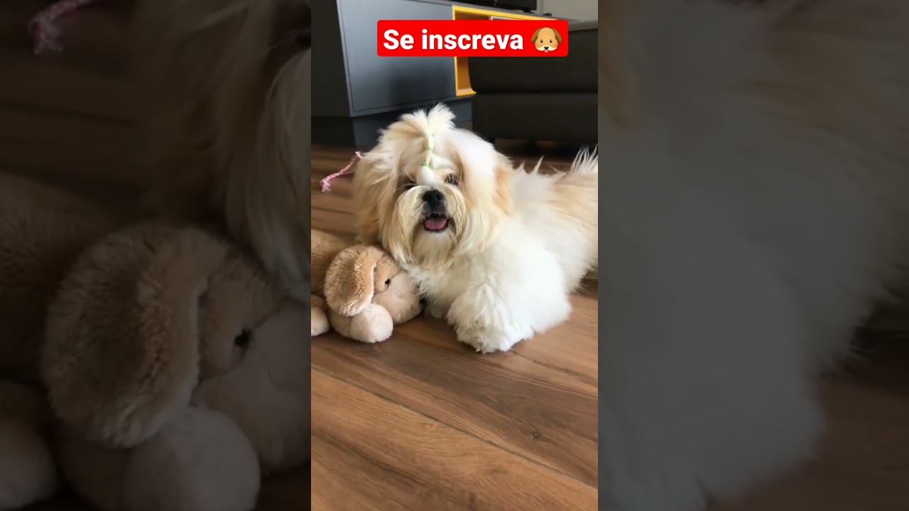Vc sabe quantos anos vive o seu Shitzu ou seu Lhasa?