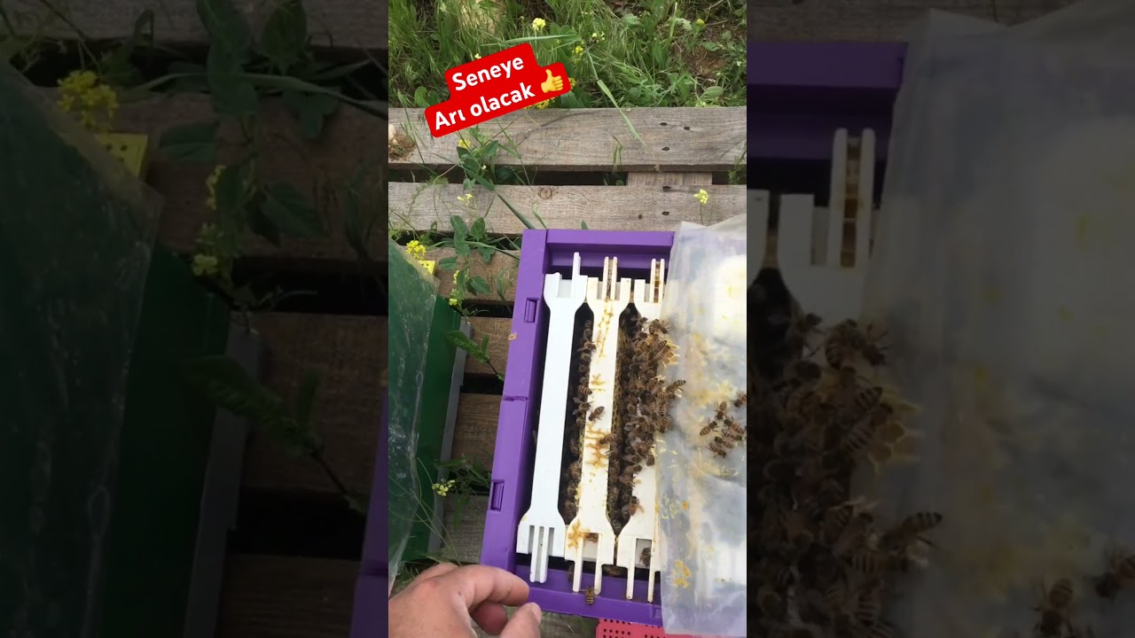 Ana arı kutusunda arı yetiştirmek 🐝
