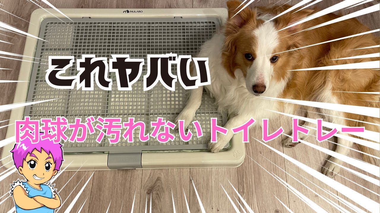 【肉球が汚れない】イヌラボのトイレトレーで快適で掃除激減！