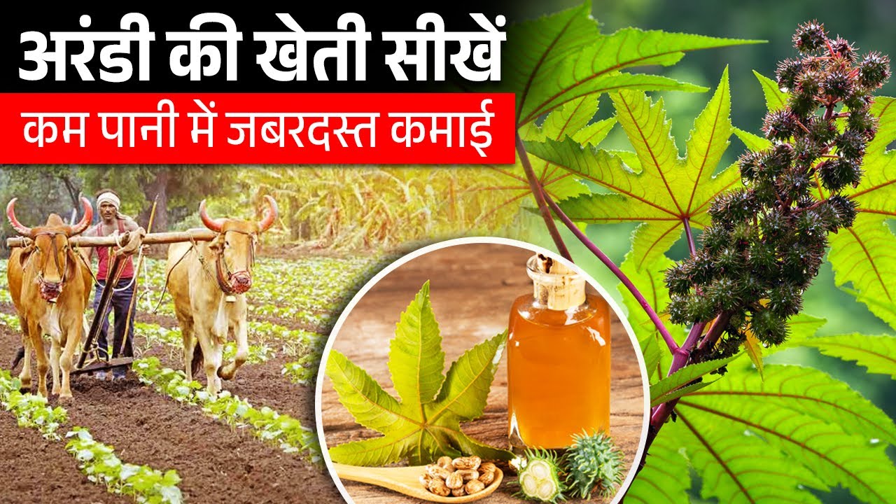 सिर्फ बारिश पर भी होगी अरंडी की खेती | Castor Farming in Hindi | Castor Oil | Arandi Ki Kheti