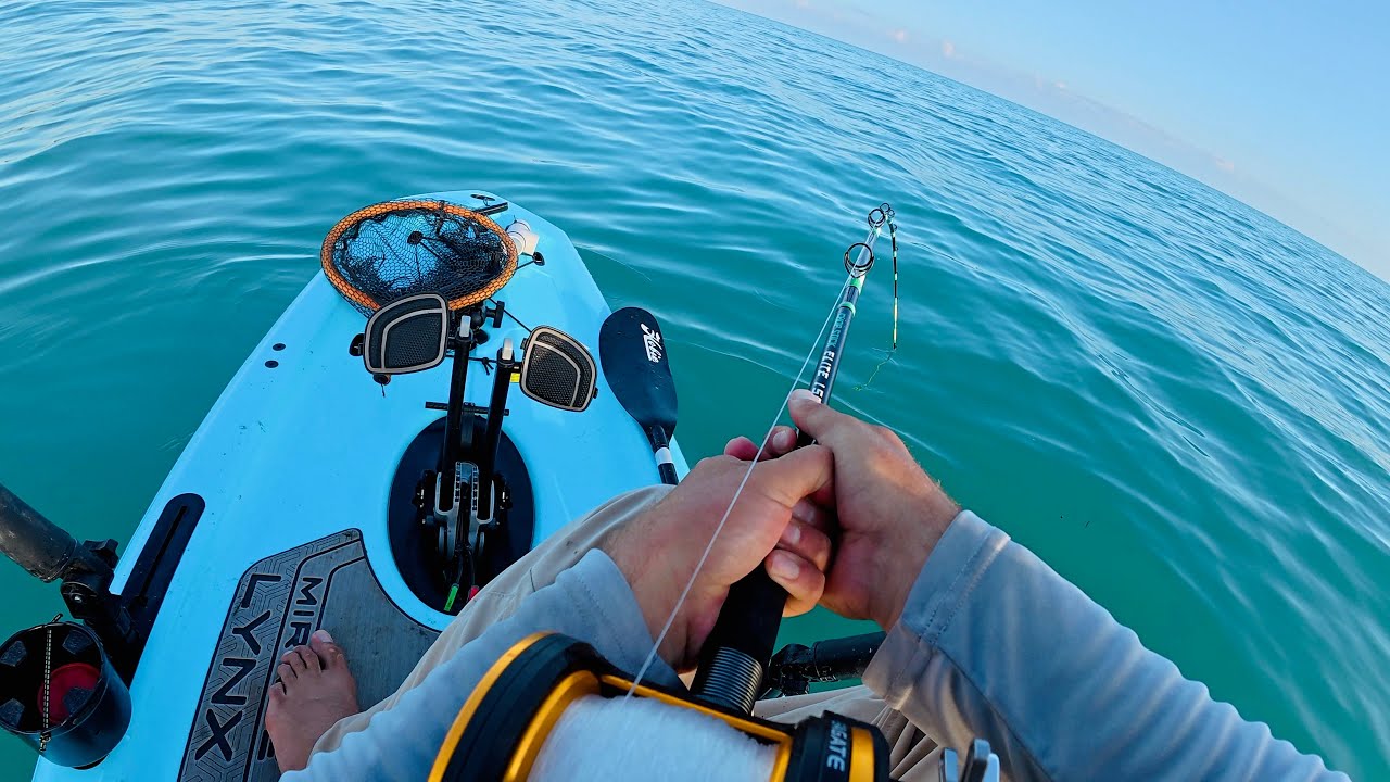 I Saw a Shark Coming for My Bait