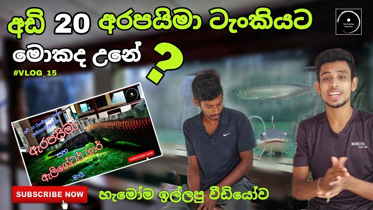 අඩි 20 අරපයිමා ටැංකියට මොකද උනේ? | what happened to 20feet Arapima tank? - #Vlog_15 | The Fishyflex