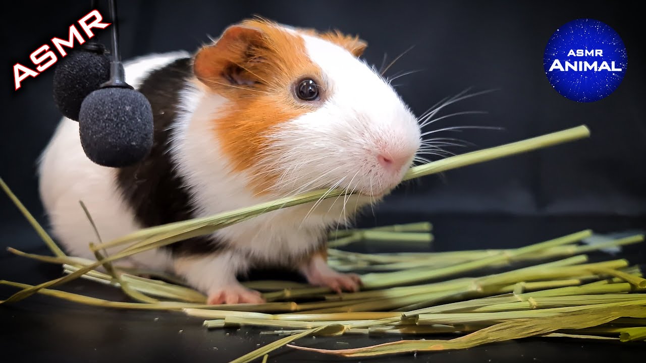 ASMR EATING DRIED BARLEY MUKBANG 🐹 Guinea Pig 16