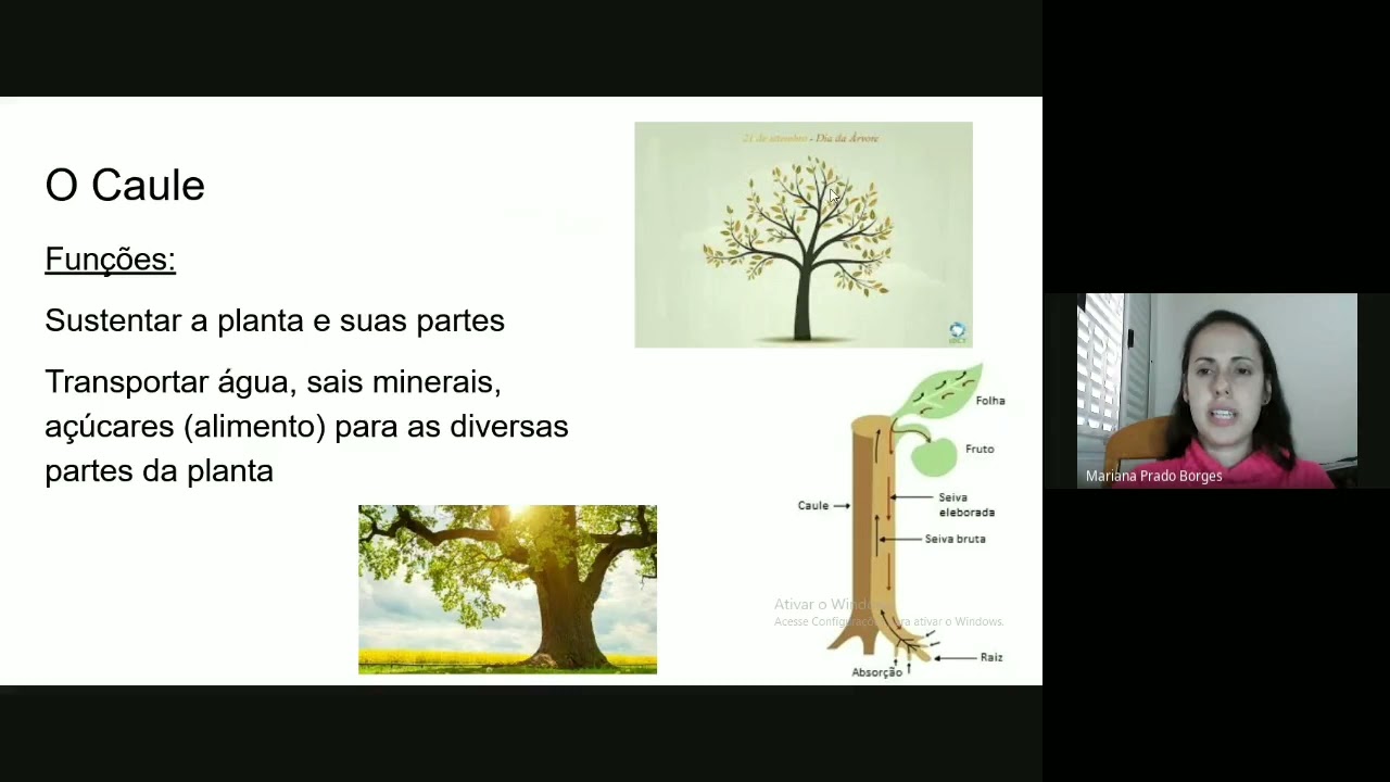 Partes da planta: raiz e caule