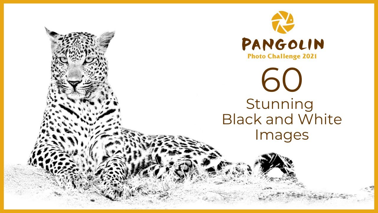 Black And White Photography Challenge Finalists | 60 AMAZING Wildlife photography images
