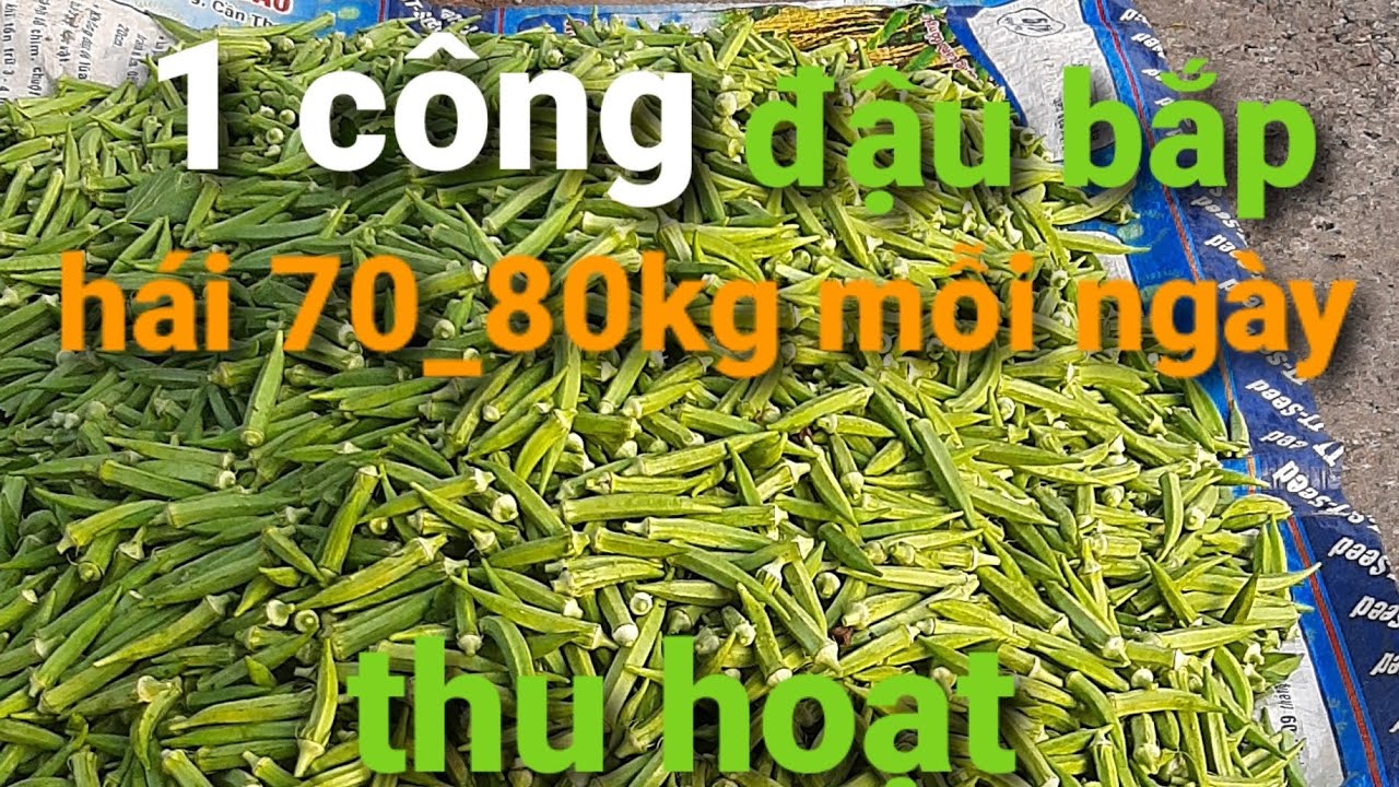 đậu bắp hái ngày 70_80 kg