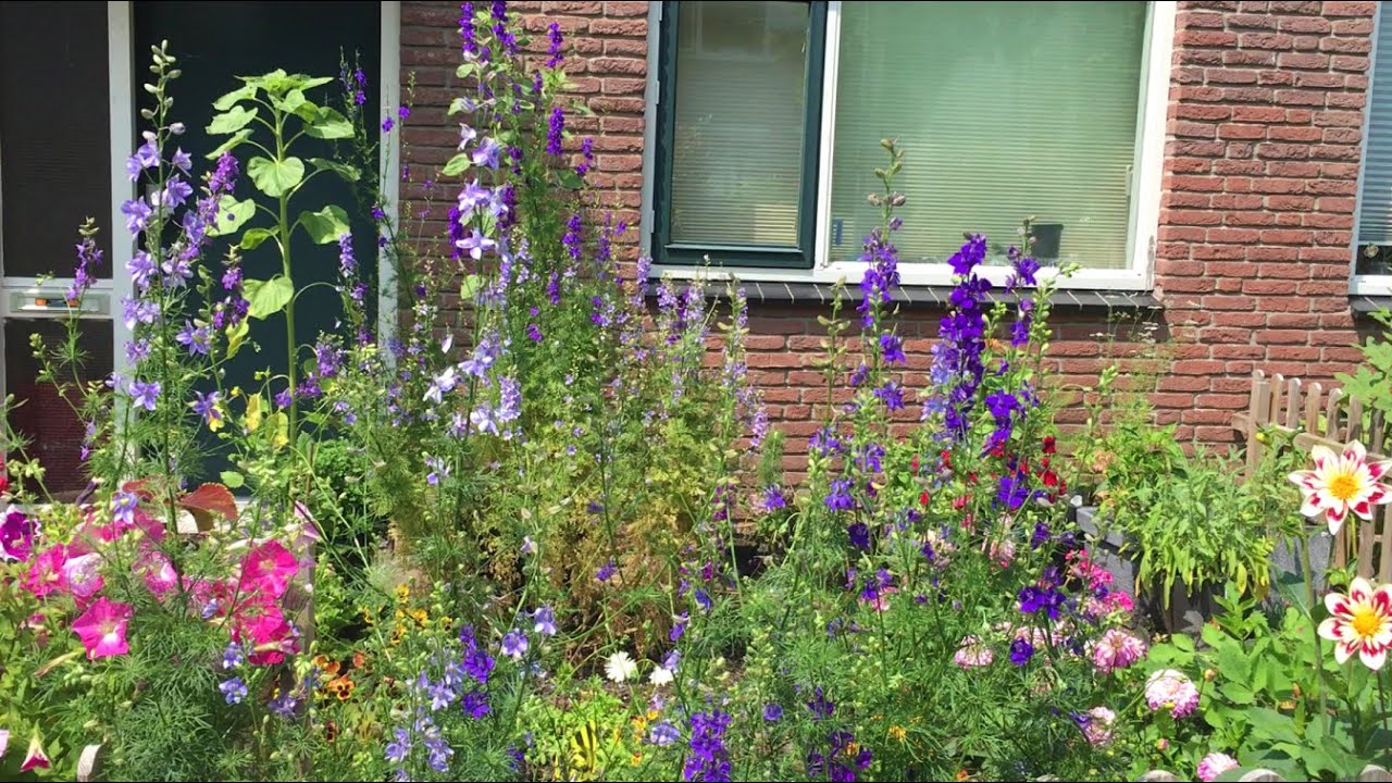 Ridderspoor winterhard - hoe zaaien, kweken, verzorgen en zaden oogsten in je eigen tuin