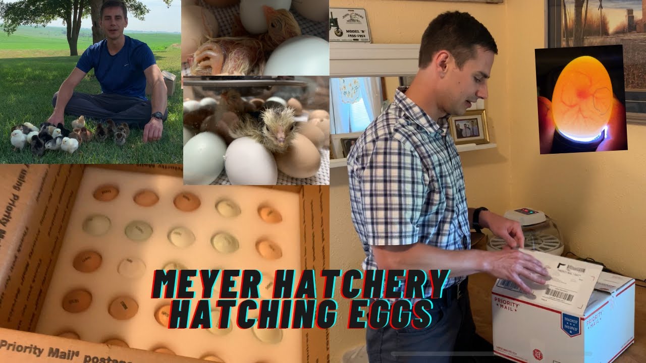 Shipped HATCHING EGGS from Meyer Hatchery! 96% Hatch Rate! Highlights! Incubating Eggs!