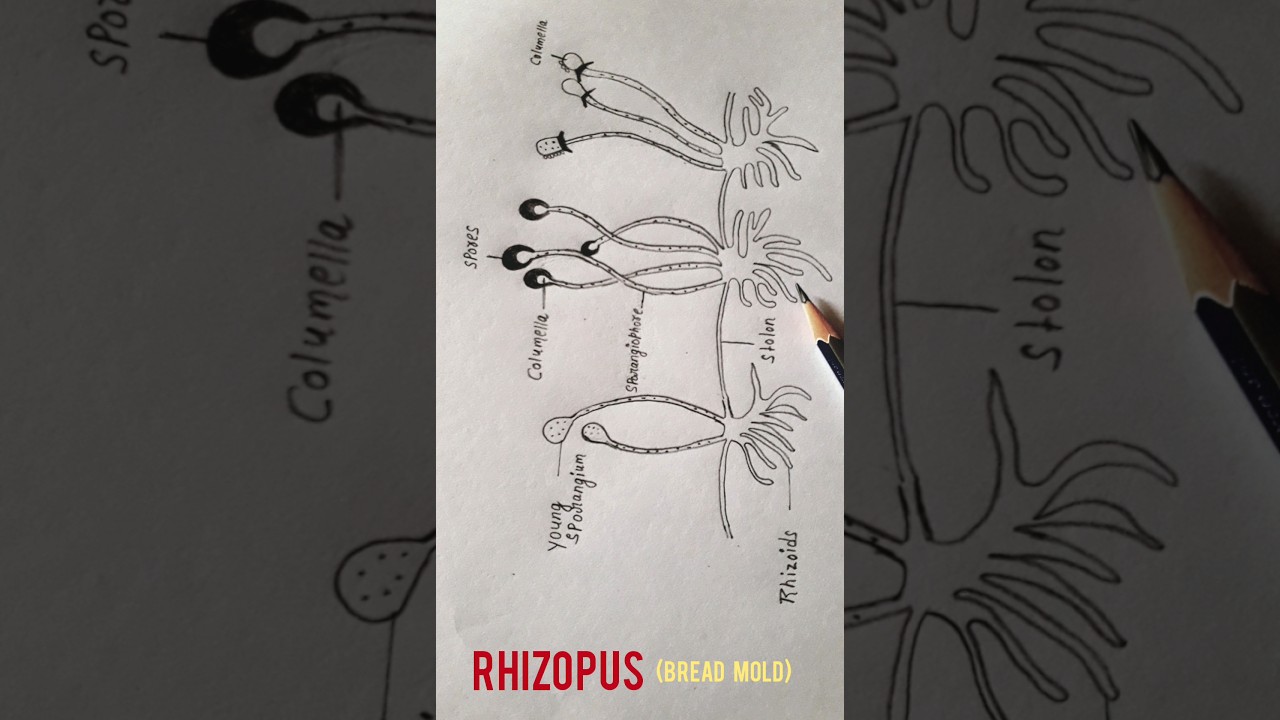How to draw Rhizopus #Bread mold #shorts