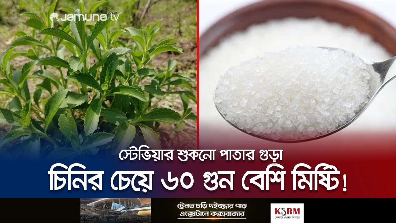 এক কেজি শুকনো পাতায় মিটবে ৩০-৪০ কেজি চিনির চাহিদা! | Stevia | Sugar | Jamuna TV