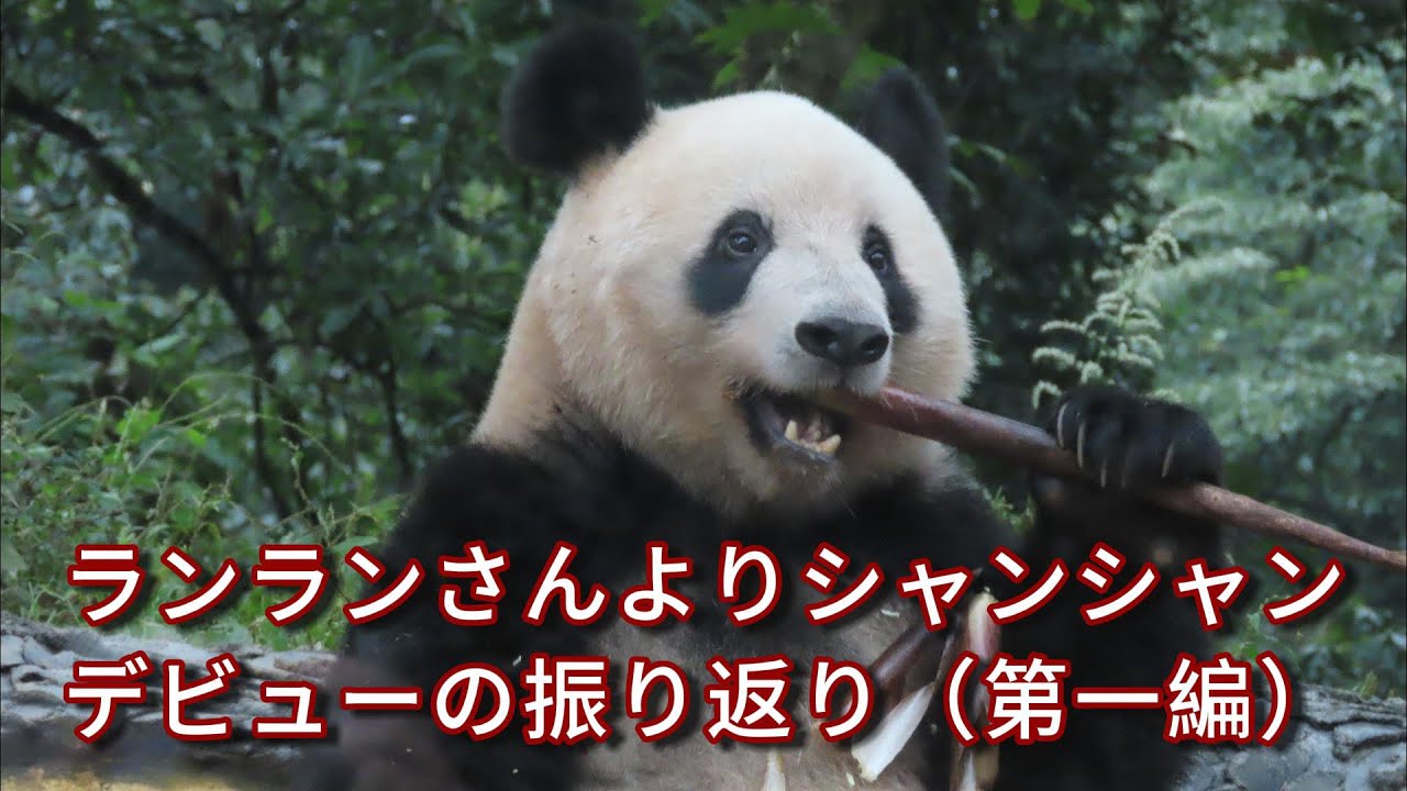 【ランランさんよりシャンシャンデビューの振り返り（第一編）】終りよければ全て良し、ランランさんと密着交流　いろんな困難を乗り越え、堂々とデビュー迄頑張ってきたシャンちゃんの歩みを振り返り！