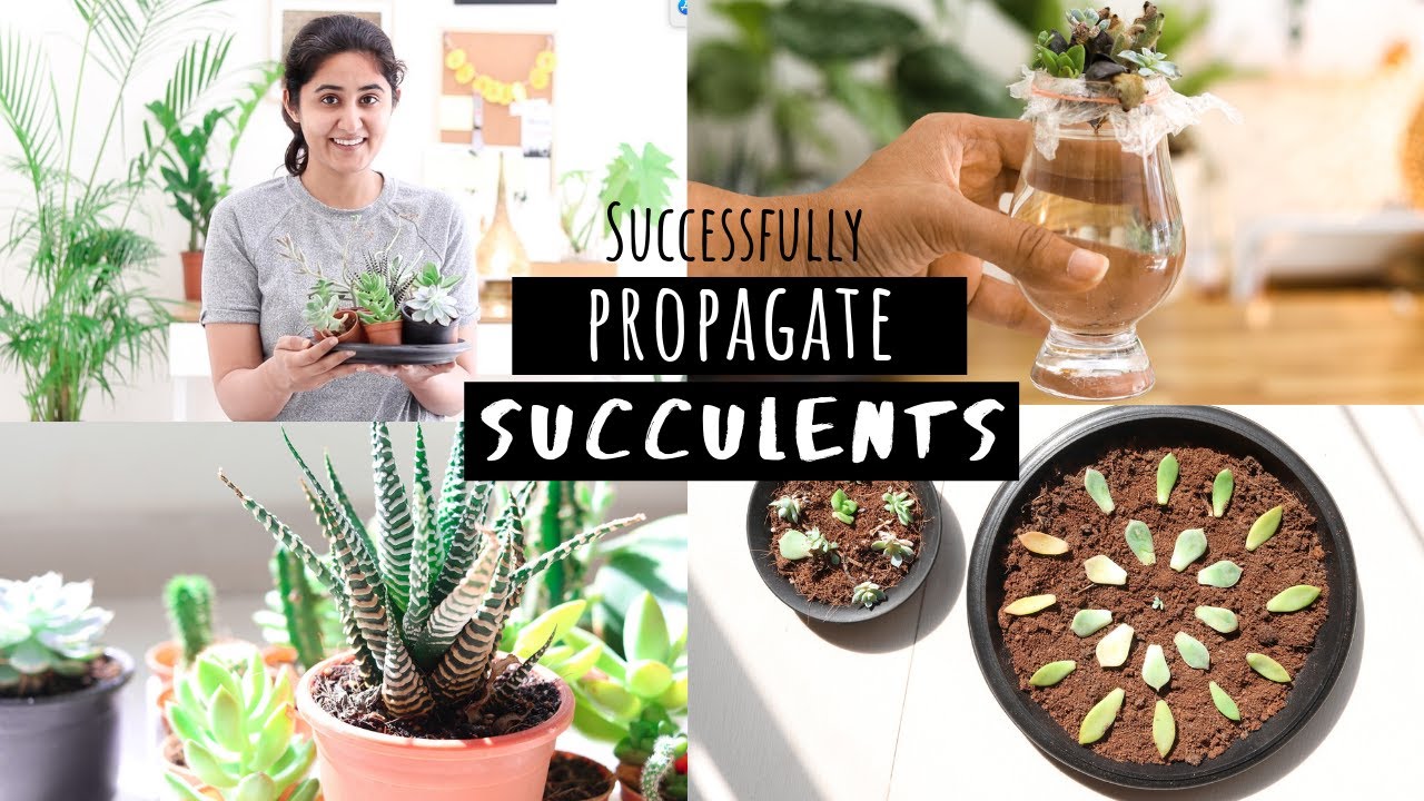 How to Successfully Propagate Succulents | Garden Up