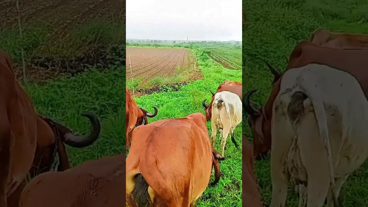 #gircow #gandigir #ram #girgay #shortvideo #sports #trending #cow #vayralshorts
