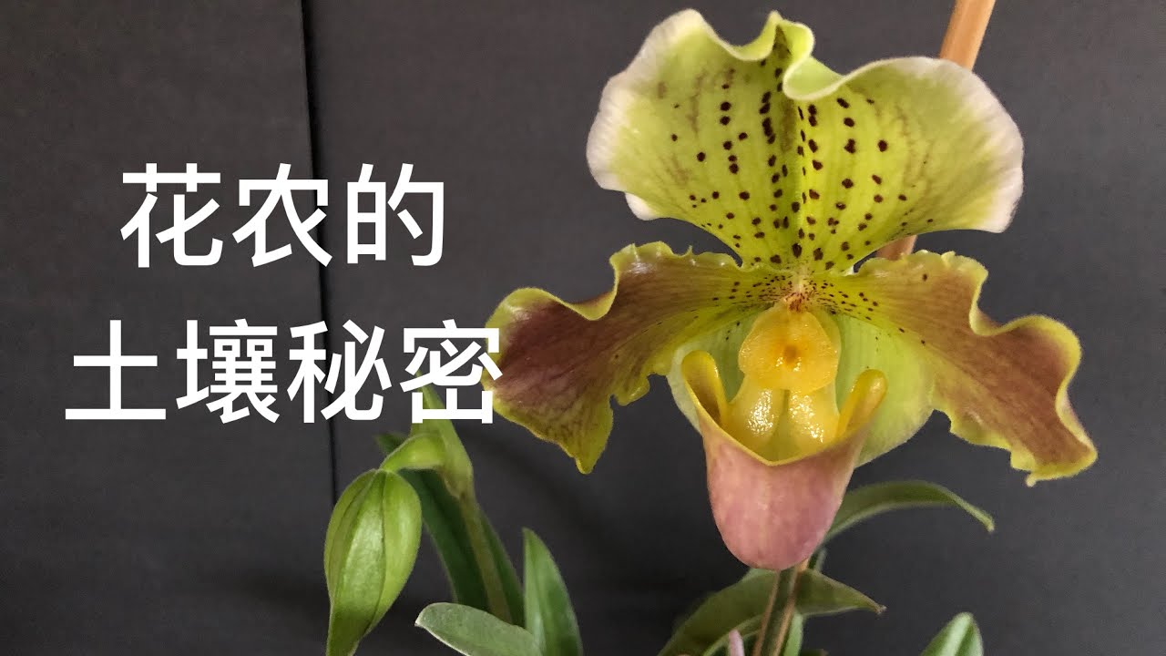 兰花 - 四种混合植料种出来的兜兰