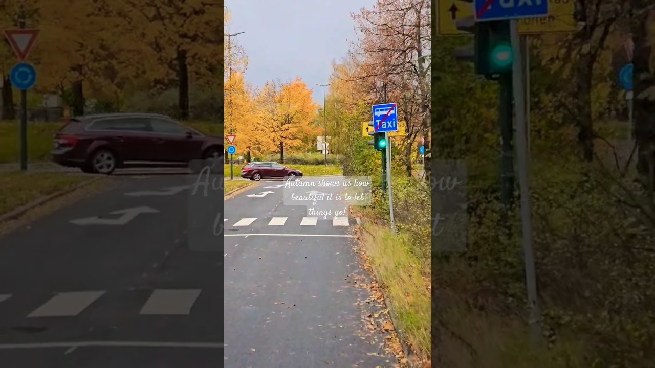 Autumn shows us how beautiful it is to let things go🍂🍁#fall #autumn #norway #india #ytshorts #europe