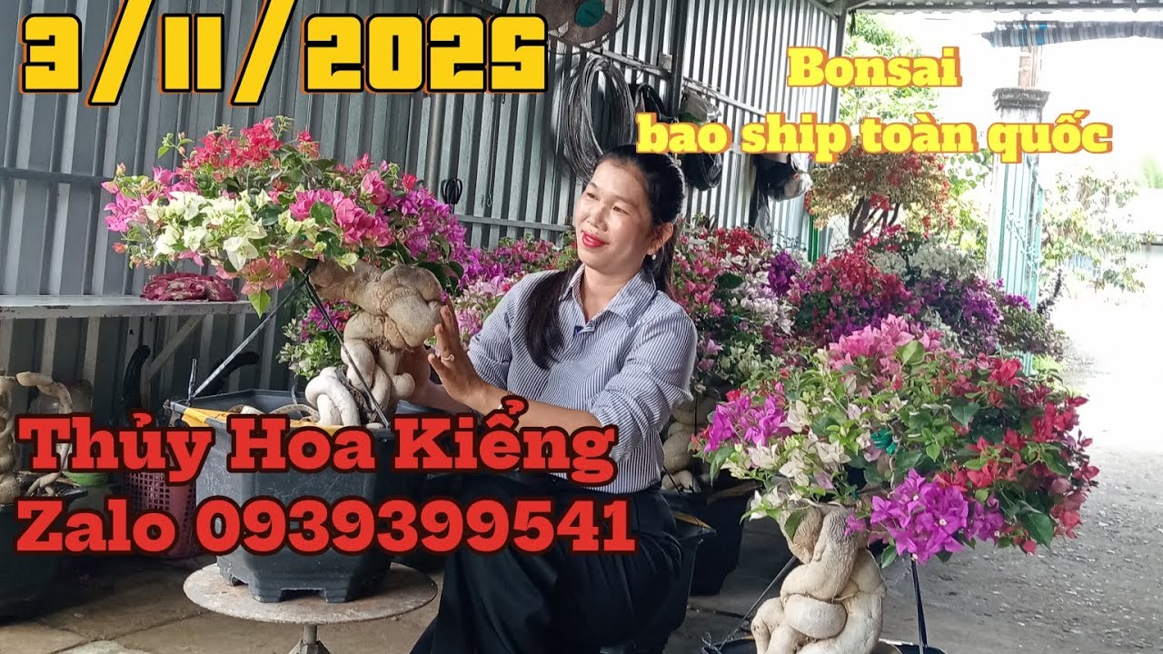 3/11 /2025 Thủy Hoa Kiểng giao lưu hoa giấy đẹp bonsai thành phẩm nhiều màu sắc siêu bông