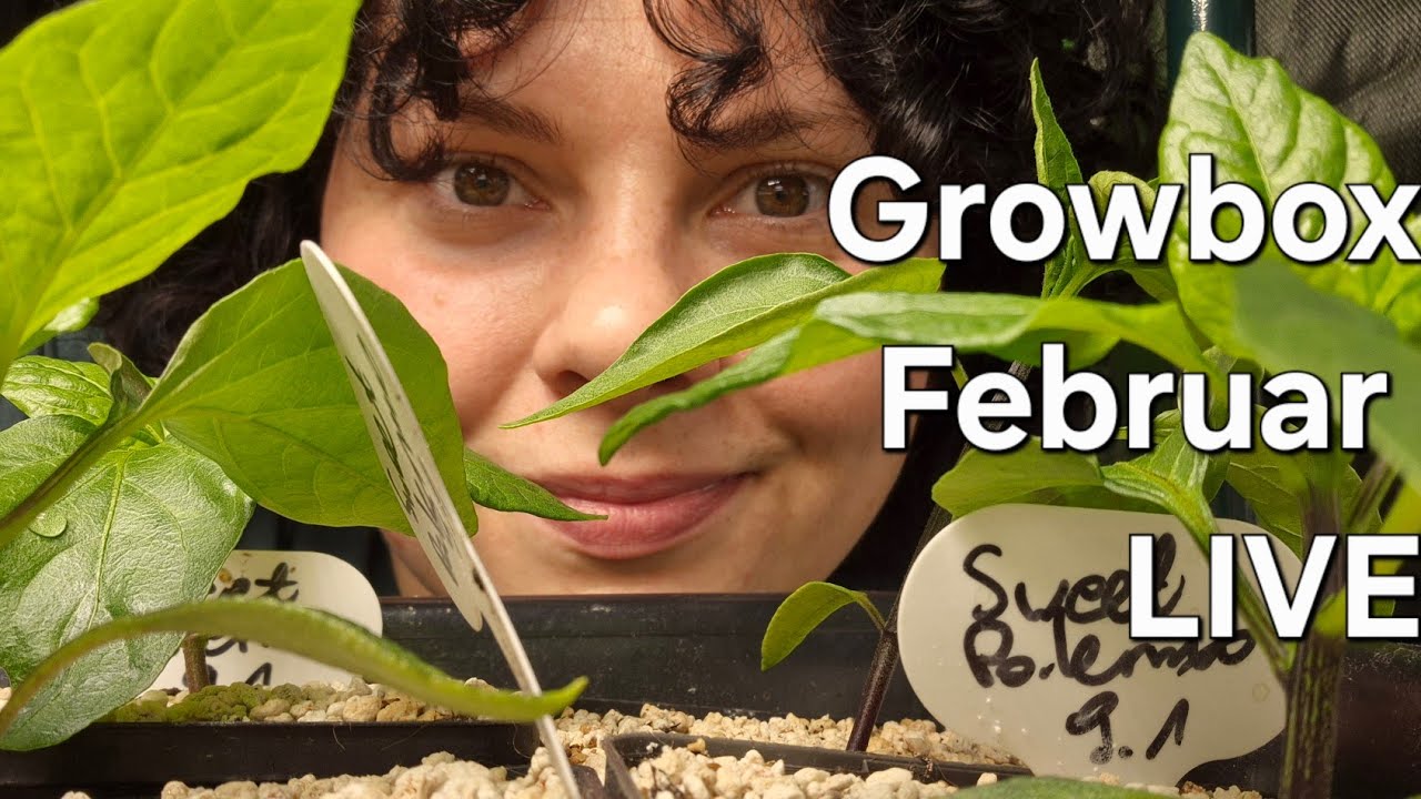 Setzlinge Growbox Februar