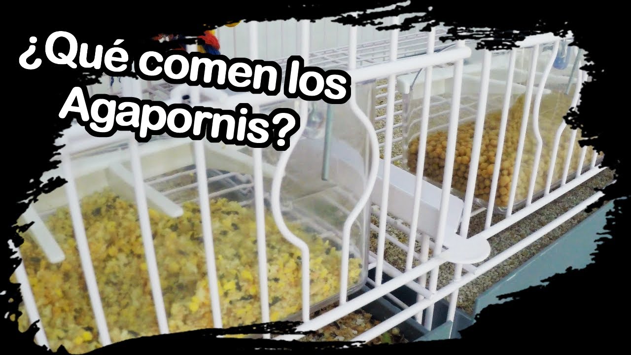 Qué comen los Agapornis