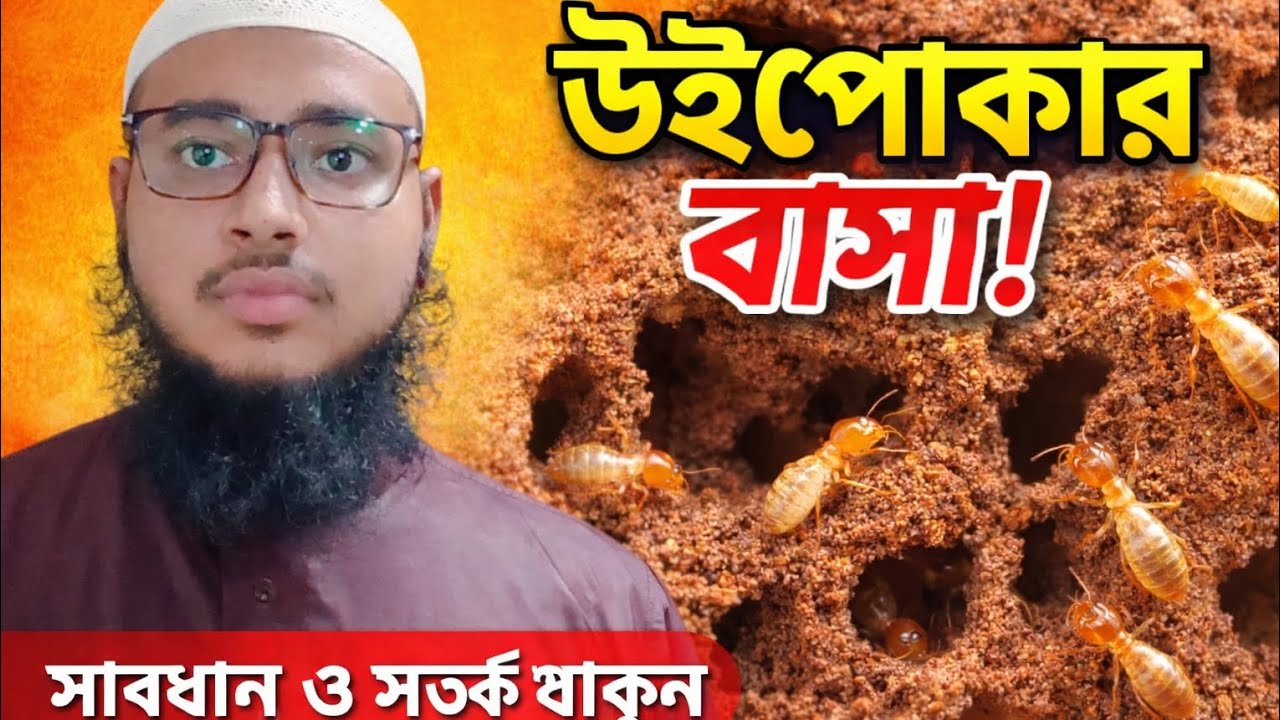 ভয়ংকর উইপোকার বাসা❓