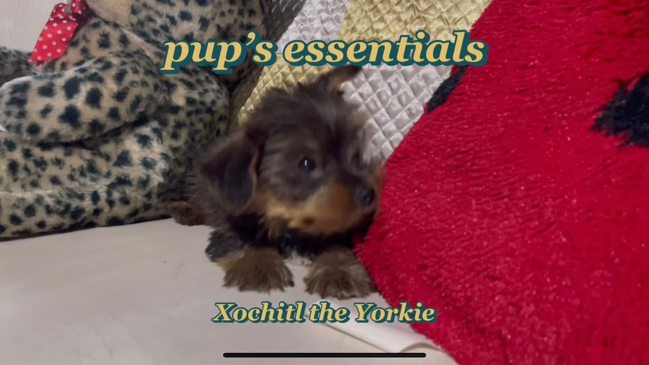 xochitl the yorkie on pup's essentials