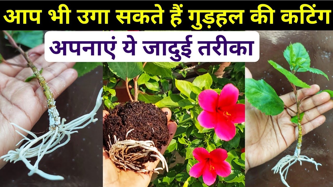 गुड़हल की कटिंग लगाने का जादूई तरीका.Gudhal ki cutting kaise lagaye.How to grow hibiscus plant.