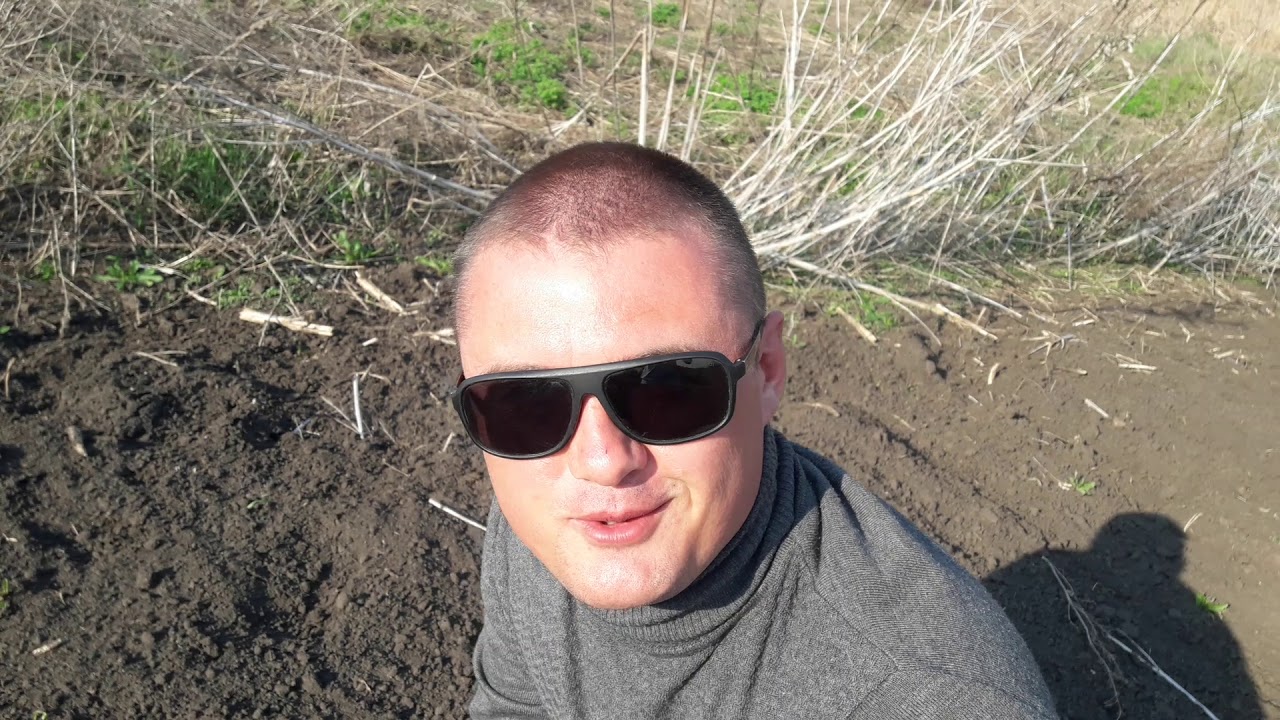 Технический срез Павловнии.