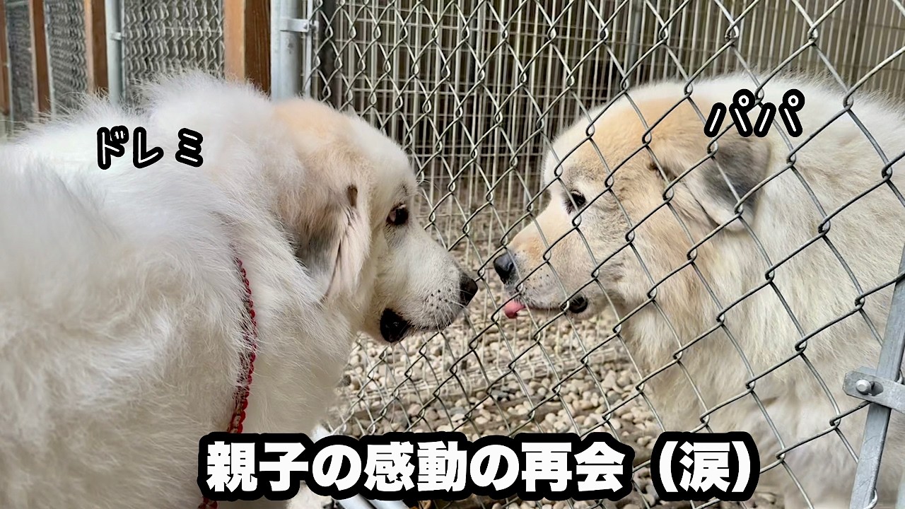急遽、里帰りをしたら感動の再会が待っていた超大型犬【パパ編】