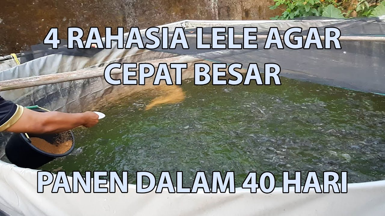 4 RAHASIA LELE CEPAT BESAR DAN PADAT