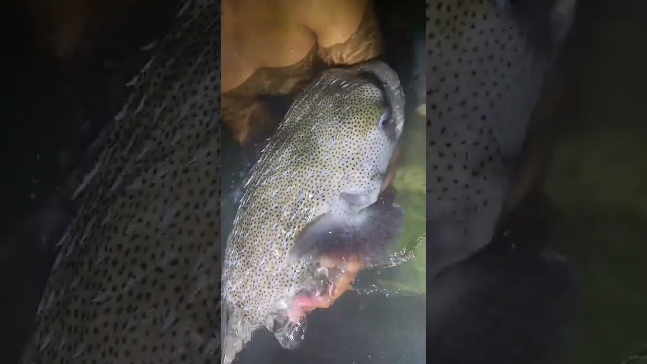 Biggest porcupine fish I&rsquo;ve ever seen ￼#wildlife#florida#fish#pufferfish#huge#ocean#seacreature